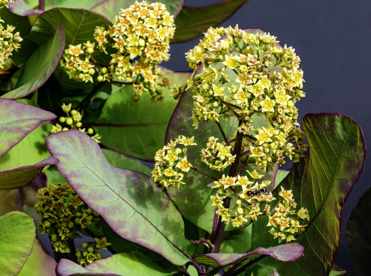 Photo: Didier Descouens · CC BY-SA 4.0 · via Wikimedia Commons smoke tree (Cotinus coggygria), photograph