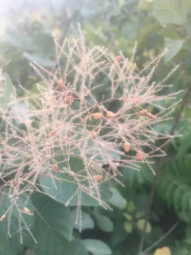 Smoke Tree (Cotinus coggygria), photograph