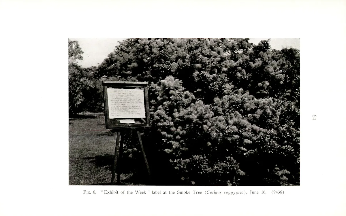 Smoke Tree (Cotinus coggygria), botanical illustration