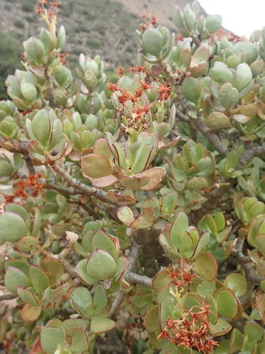 jade plant (Crassula ovata), photograph