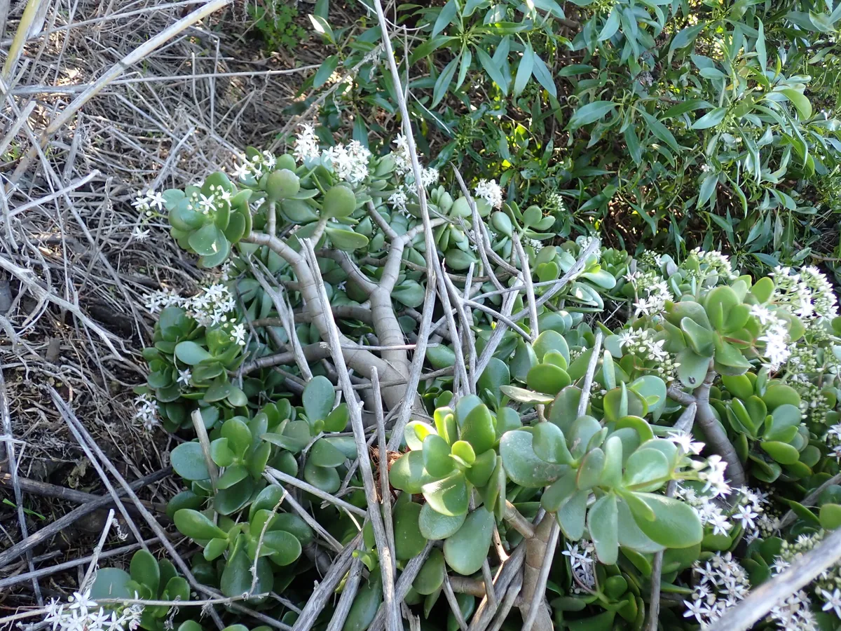 jade plant (Crassula ovata), photograph