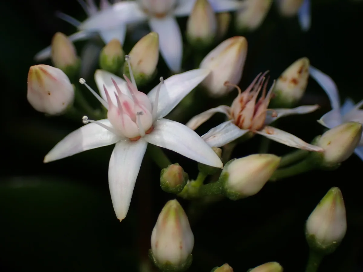 jade plant (Crassula ovata), photograph