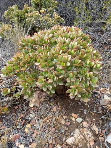Photo: (c) Christiaan Viljoen, some rights reserved · CC BY · via iNaturalist Jade Plant (Crassula ovata), photograph