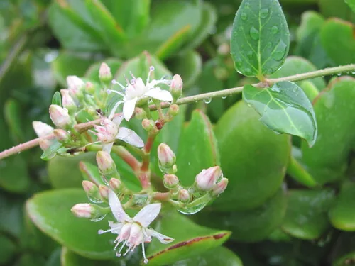 jade plant (Crassula ovata), photograph