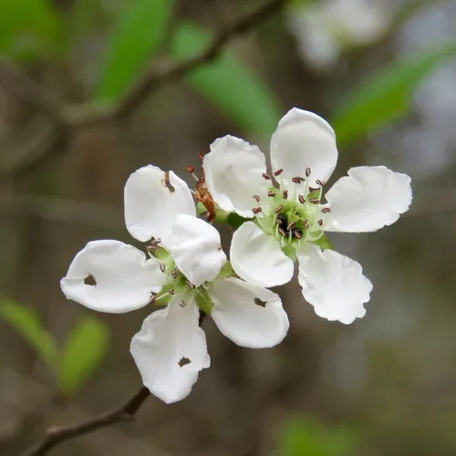 Mayhaw (Crataegus opaca), photograph