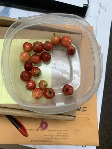 mayhaw (Crataegus opaca), photograph
