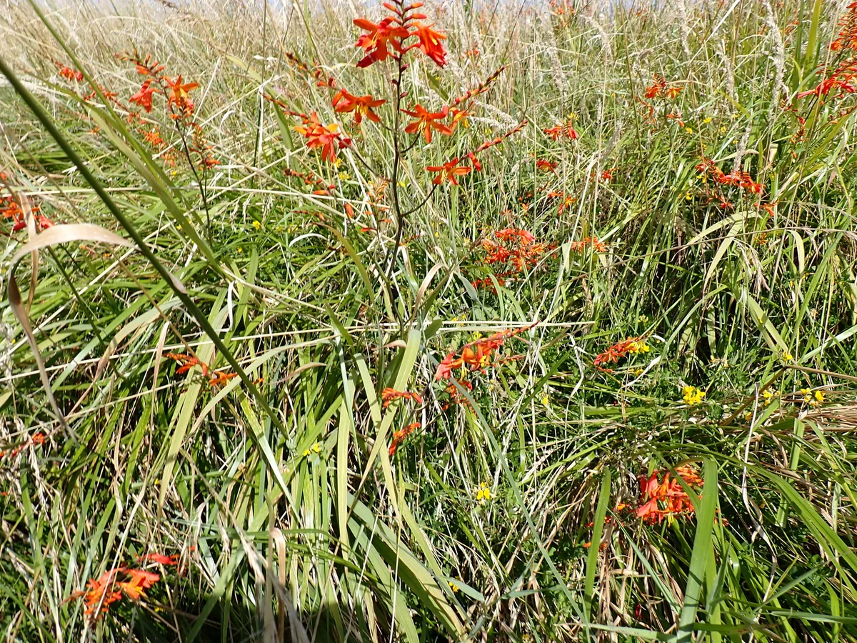 Photo: Arnim Littek, via iNaturalist · CC BY · via GBIF crocosmia (Crocosmia × crocosmiiflora), photograph