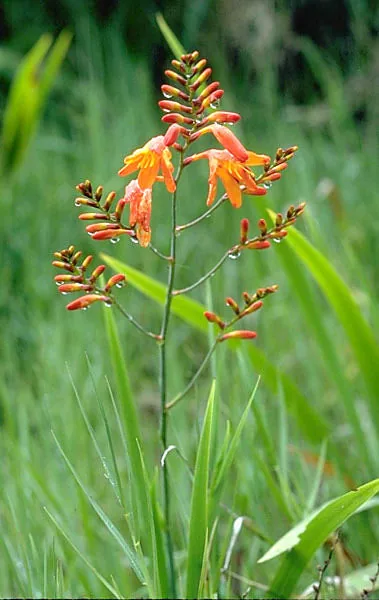 crocosmia (Crocosmia × crocosmiiflora), photograph