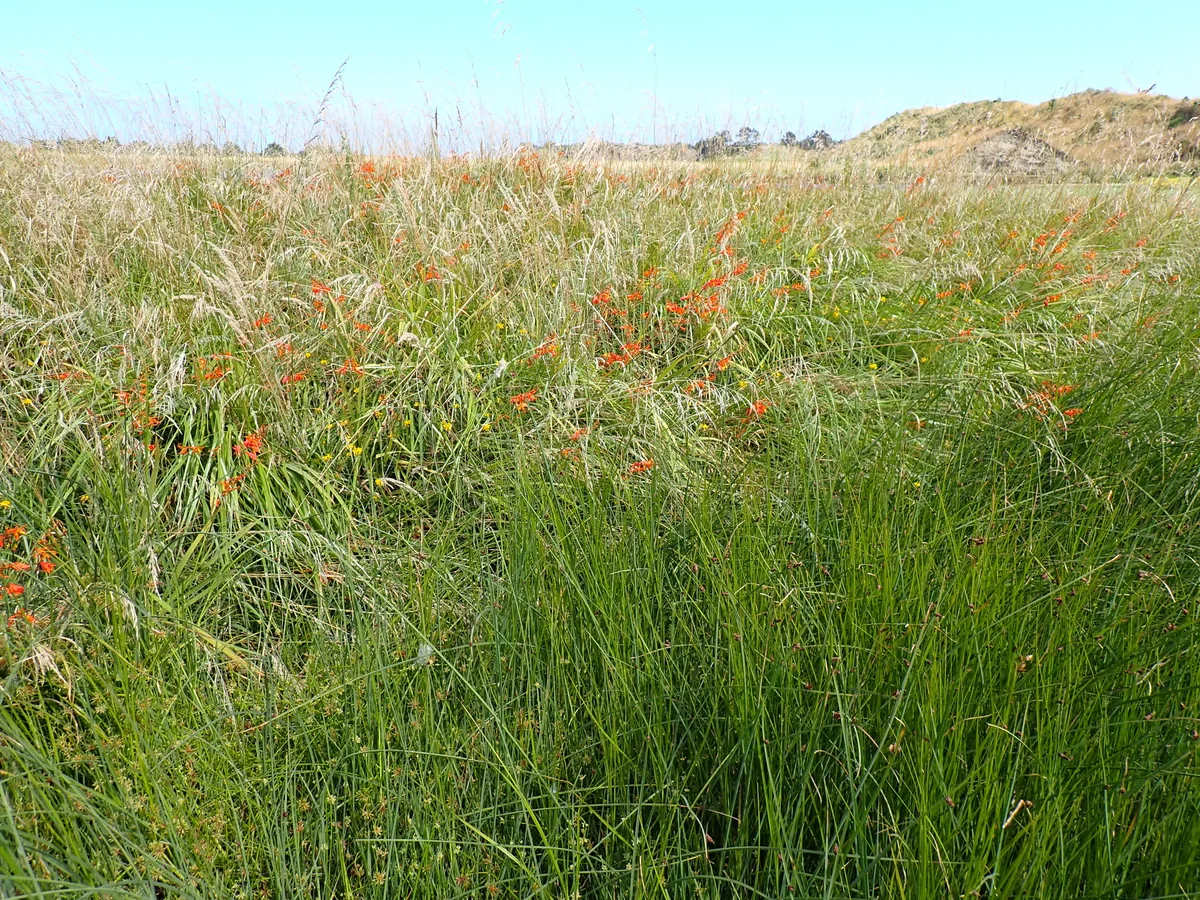 crocosmia (Crocosmia × crocosmiiflora), photograph