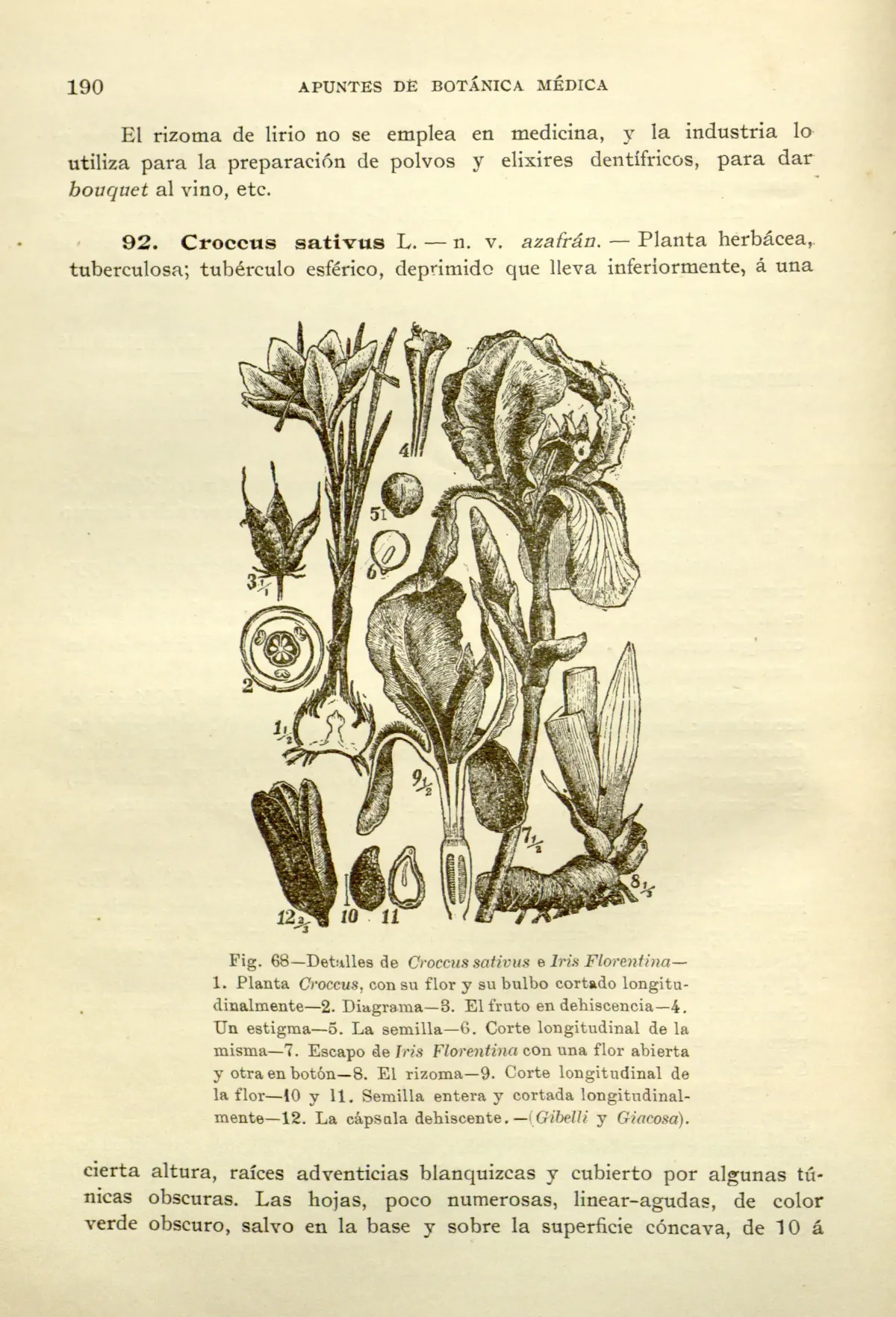 saffron crocus (Crocus sativus), botanical illustration