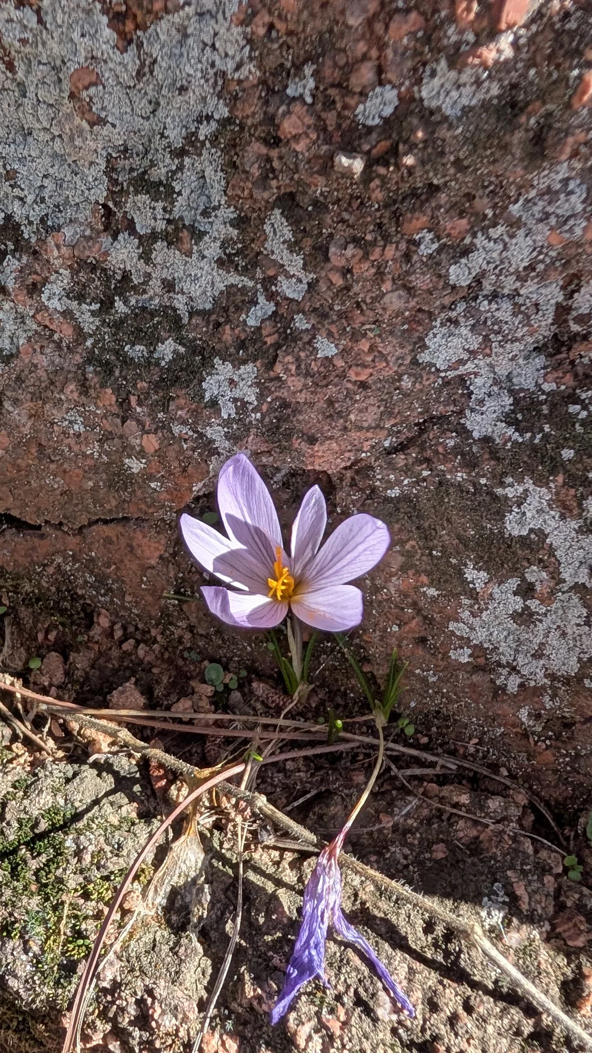 saffron crocus (Crocus sativus), photograph