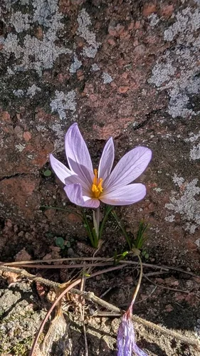 saffron crocus (Crocus sativus), photograph
