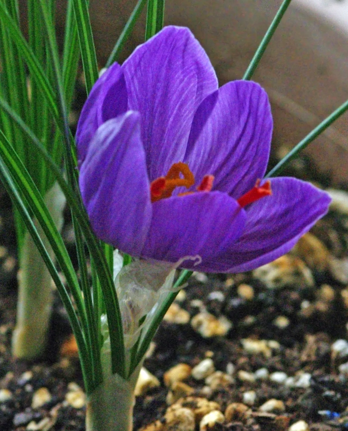 Photo: Zeynel Cebeci · CC BY-SA 4.0 · via Wikimedia Commons saffron crocus (Crocus sativus), photograph