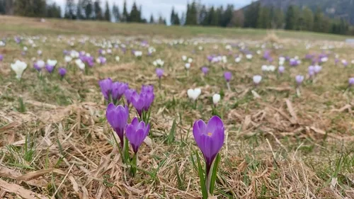 Crocus (Crocus vernus), photograph