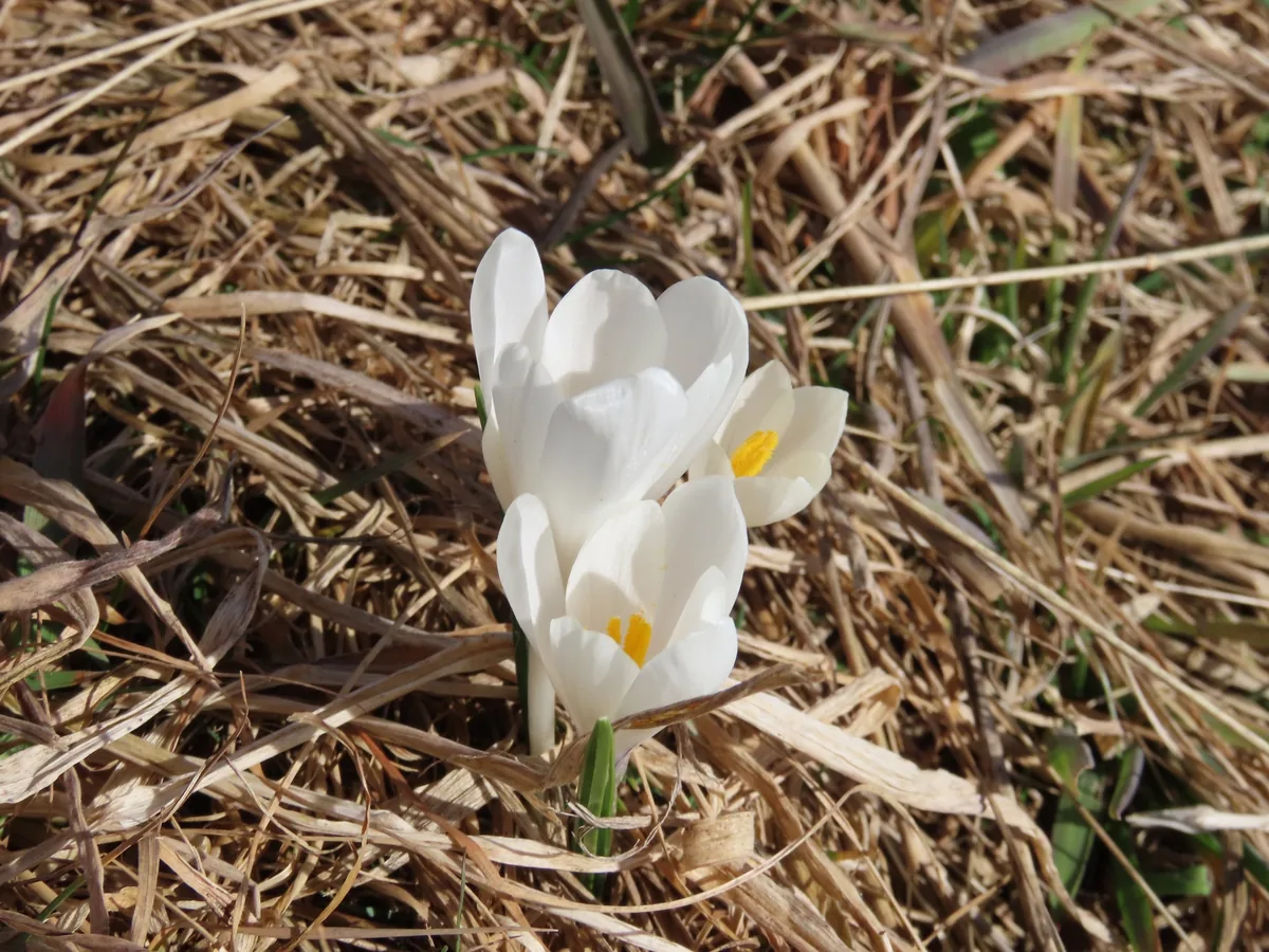 Crocus (Crocus vernus), photograph