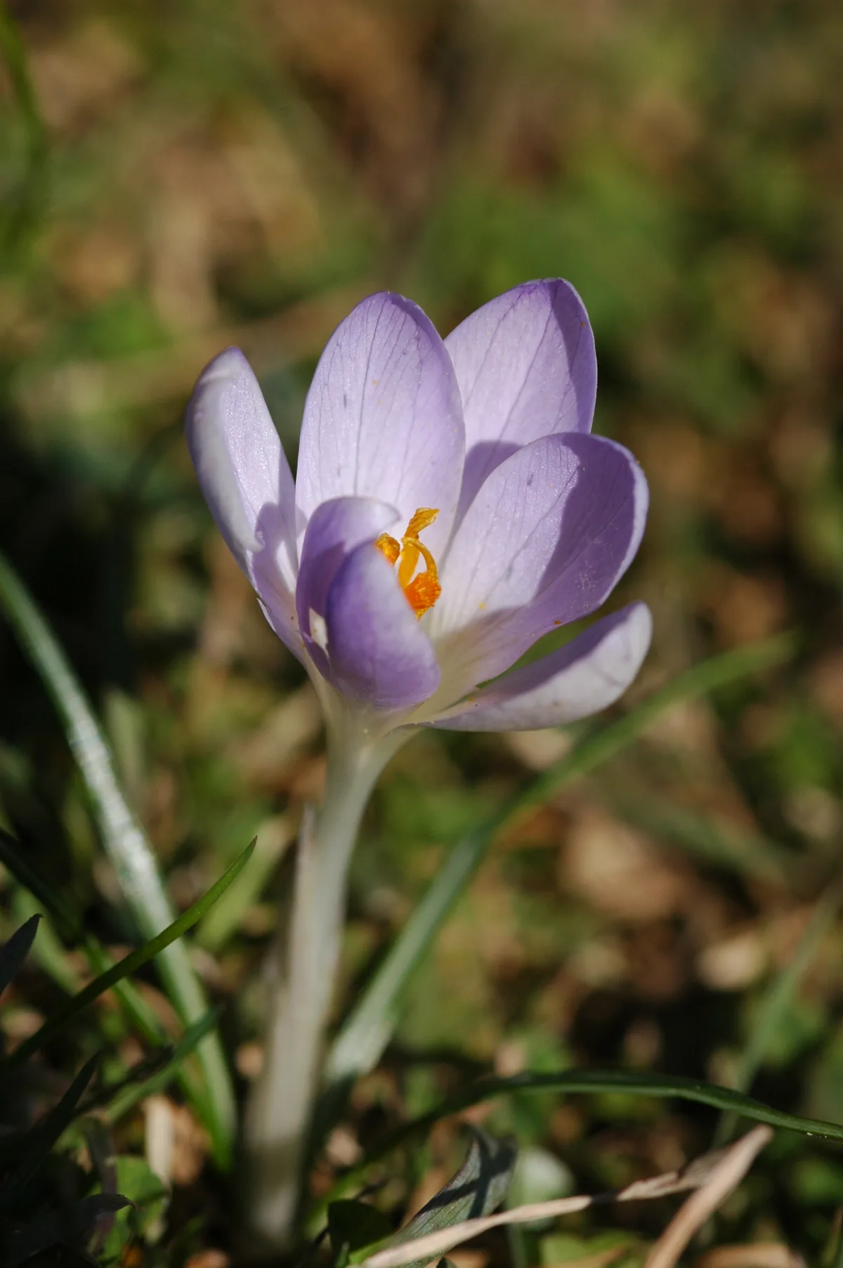 crocus (Crocus vernus), photograph