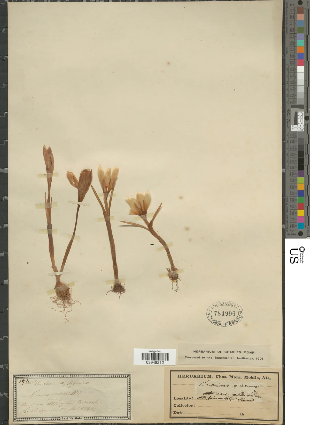 Crocus (Crocus vernus), photograph