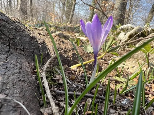 Photo: no rights reserved · cc0 · via iNaturalist Crocus (Crocus vernus), photograph