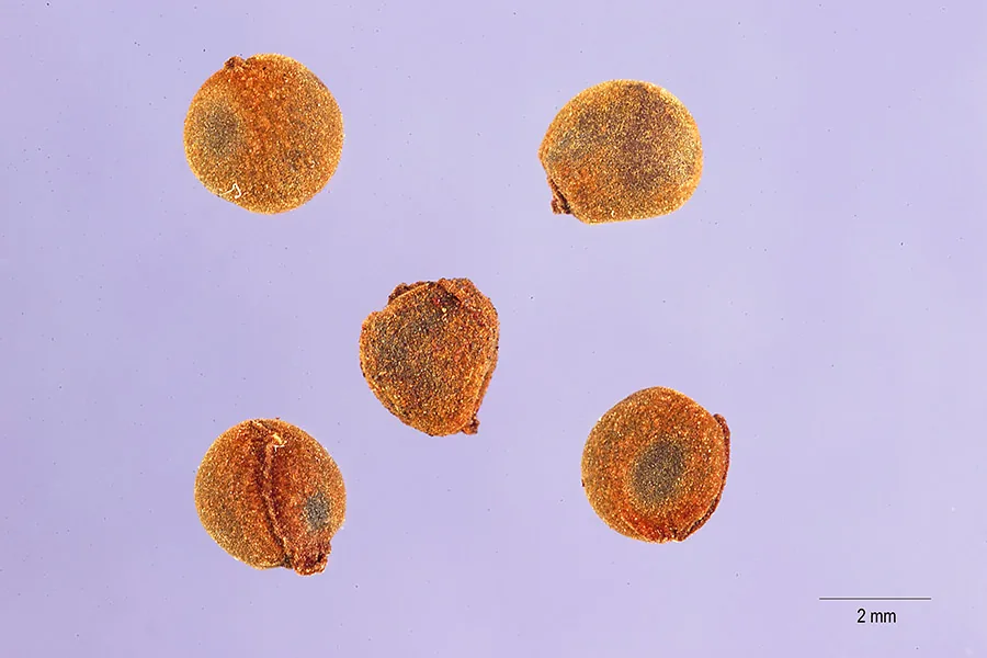 Crocus (Crocus vernus), photograph