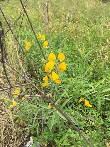 Photo: (c) 何小花, some rights reserved (CC BY) · cc-by · via iNaturalist Sunn Hemp (Crotalaria juncea), photograph