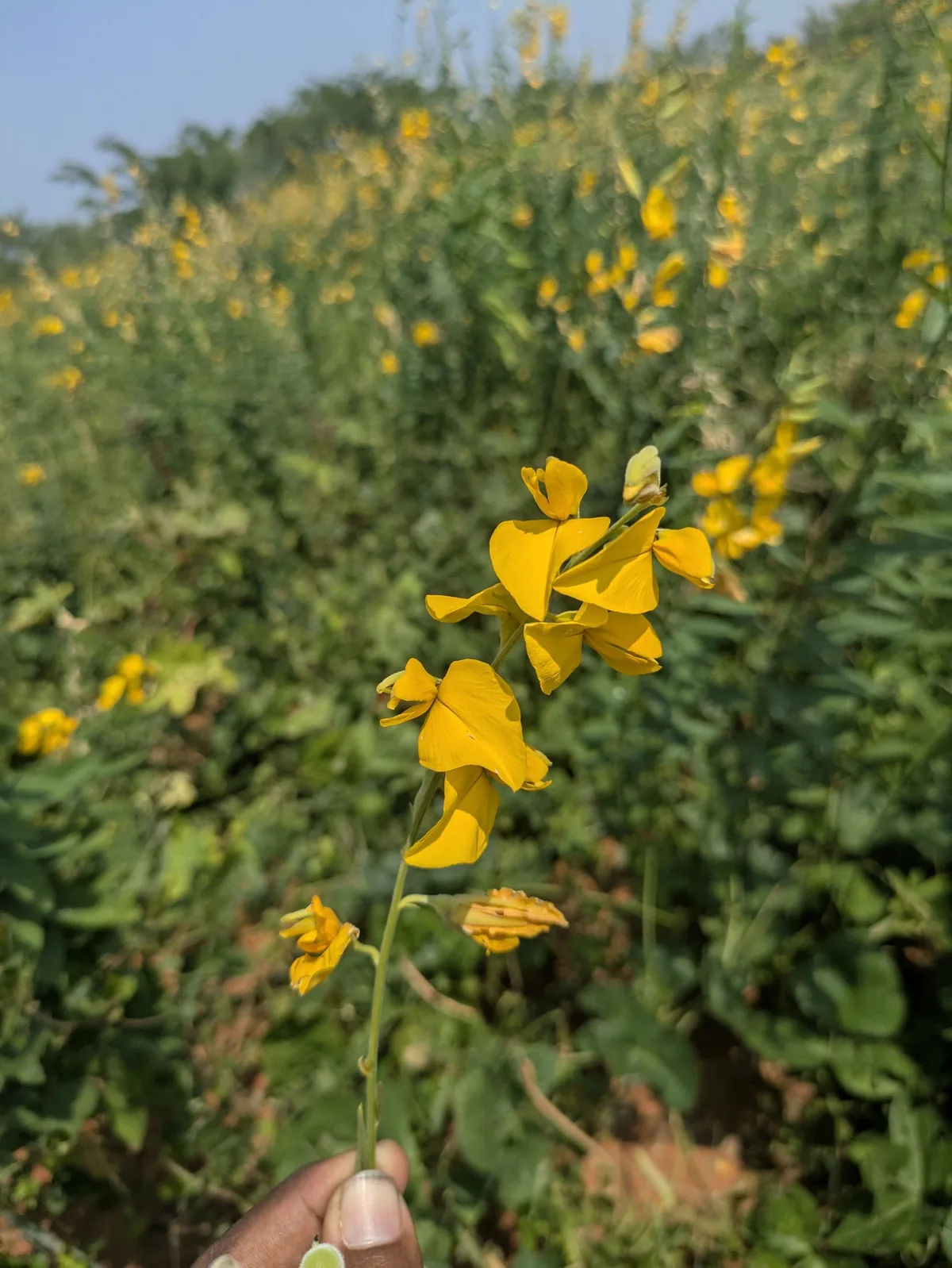 Sunn Hemp (Crotalaria juncea), photograph