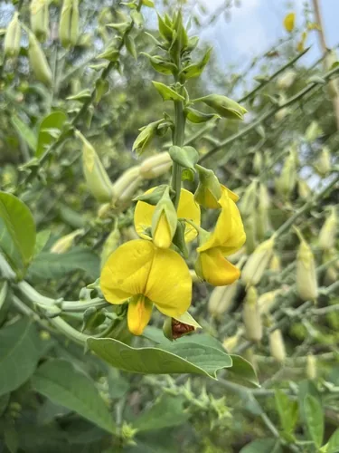 Photo: (c) Павлик Лисицын, some rights reserved · CC BY · via iNaturalist sunn hemp (Crotalaria juncea), photograph
