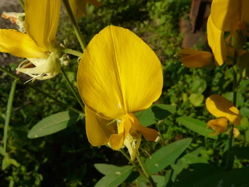 Sunn Hemp (Crotalaria juncea), photograph