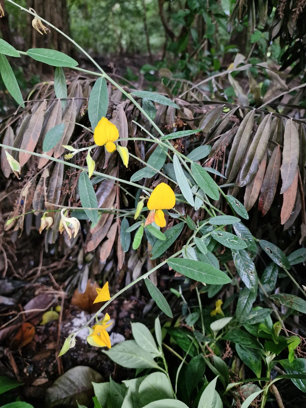 Sunn Hemp (Crotalaria juncea), photograph