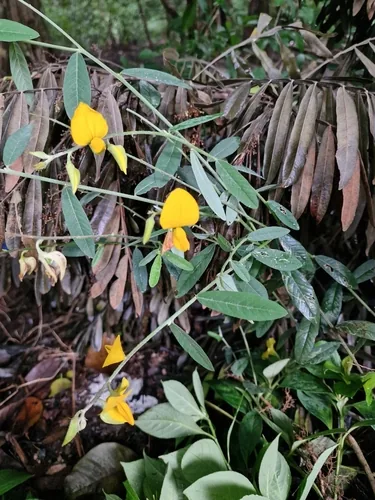 Sunn Hemp (Crotalaria juncea), photograph