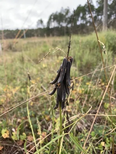 rattlepod (Crotalaria pallida), photograph