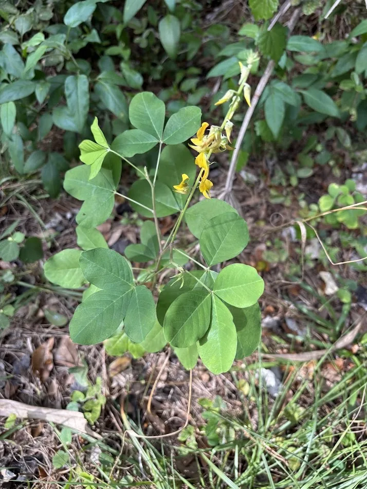 rattlepod (Crotalaria pallida), photograph