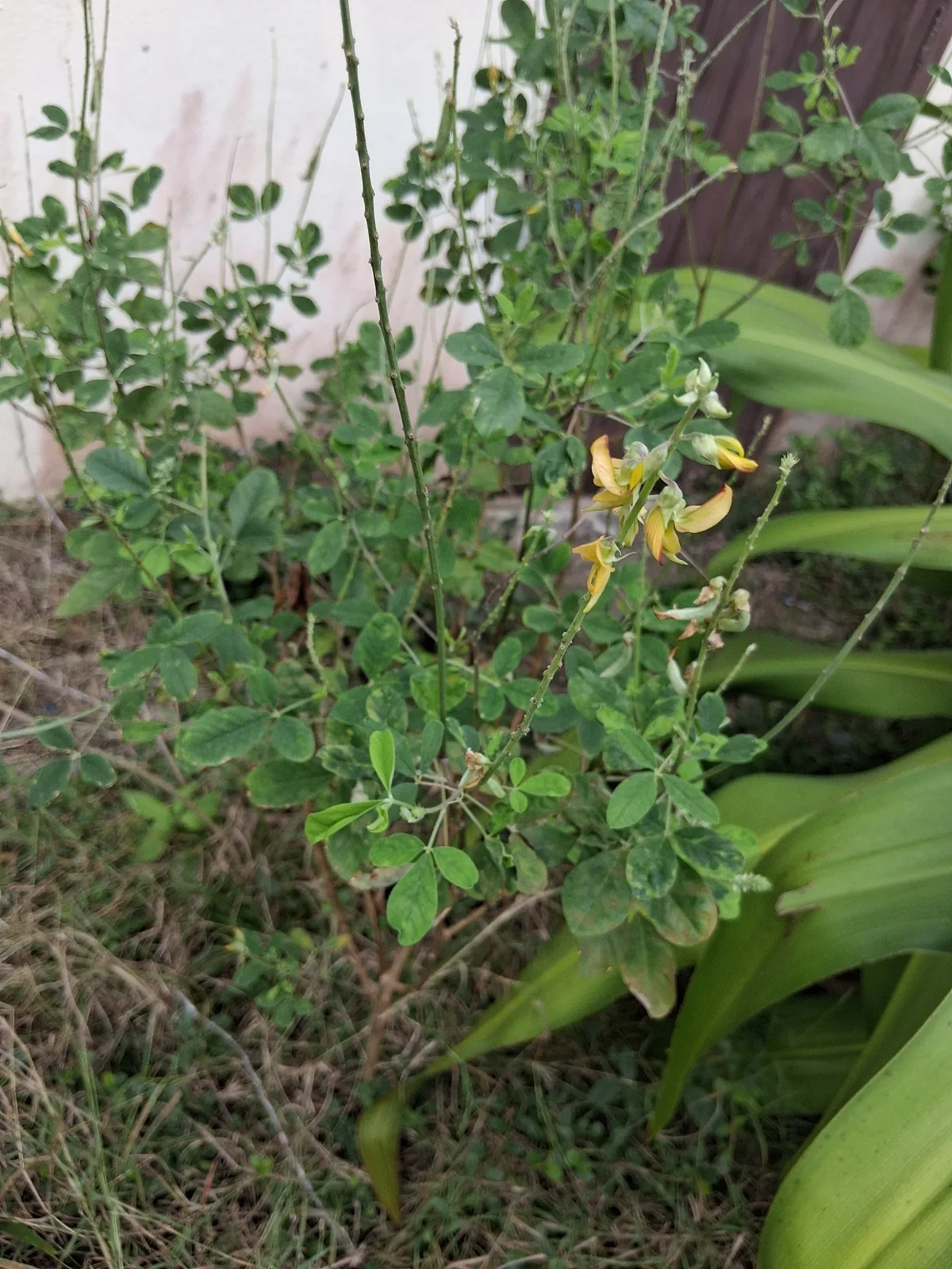 rattlepod (Crotalaria pallida), photograph