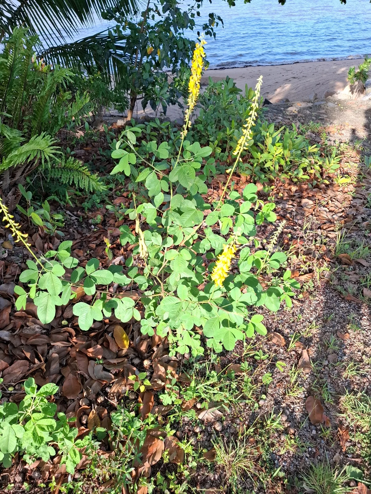 Photo: Australian Institute of Pharmacognosy, via iNaturalist · CC BY · via GBIF rattlepod (Crotalaria pallida), photograph