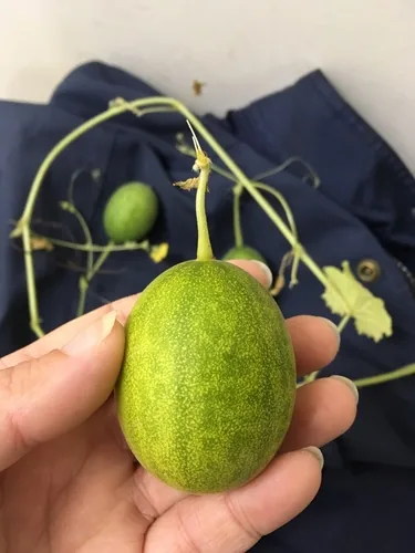 honeydew melon (Cucumis melo), photograph