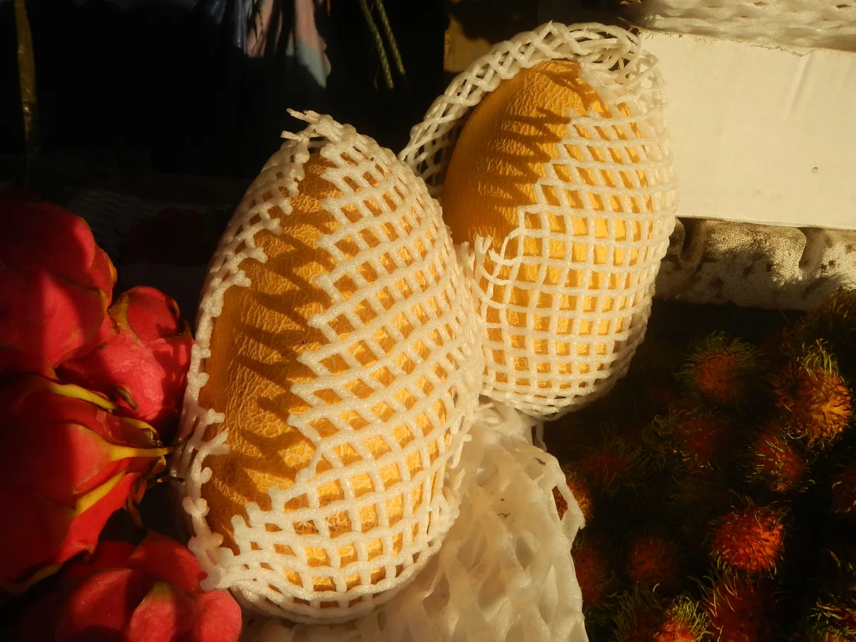 honeydew melon (Cucumis melo), photograph