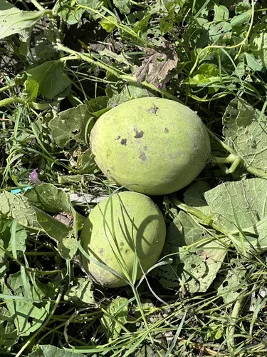 honeydew melon (Cucumis melo), photograph