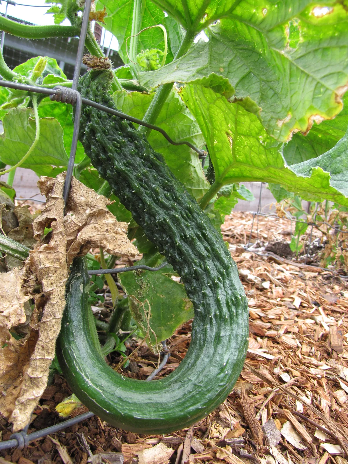 cucumber (Cucumis sativus), photograph