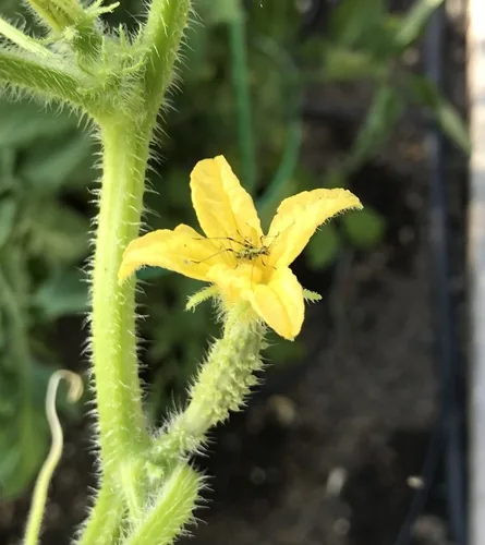 Cucumber (Cucumis sativus), photograph