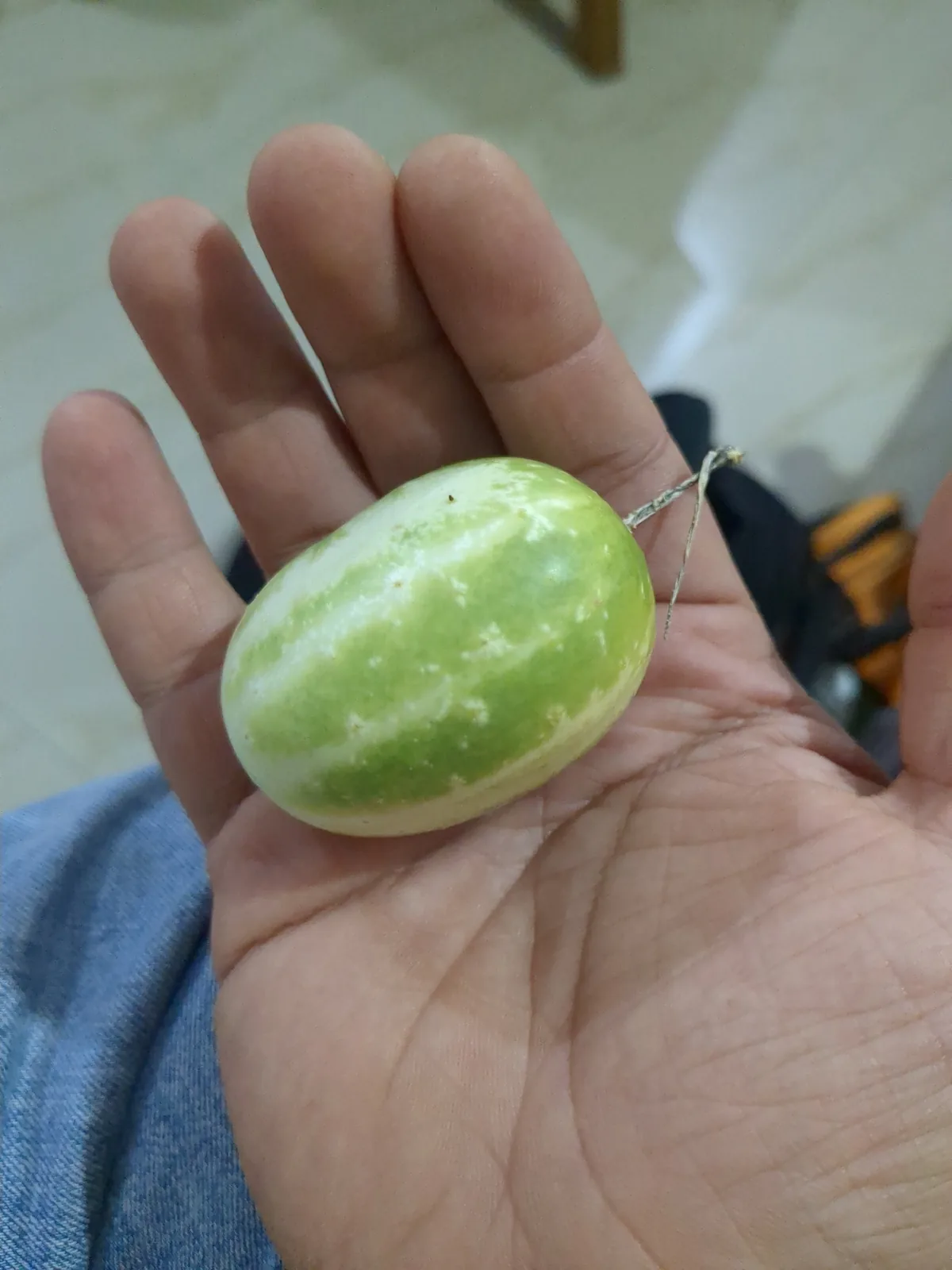 Cucumber (Cucumis sativus), photograph