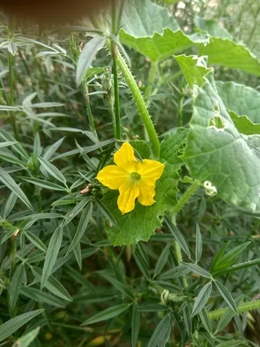 Cucumber (Cucumis sativus), photograph