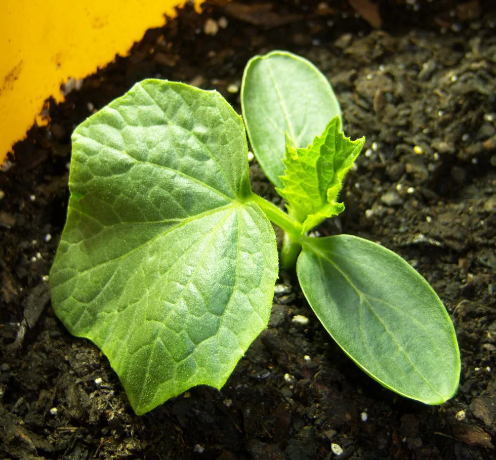 Photo: Dennis Brown · CC BY-SA 3.0 · via Wikimedia Cucumber (Cucumis sativus), photograph