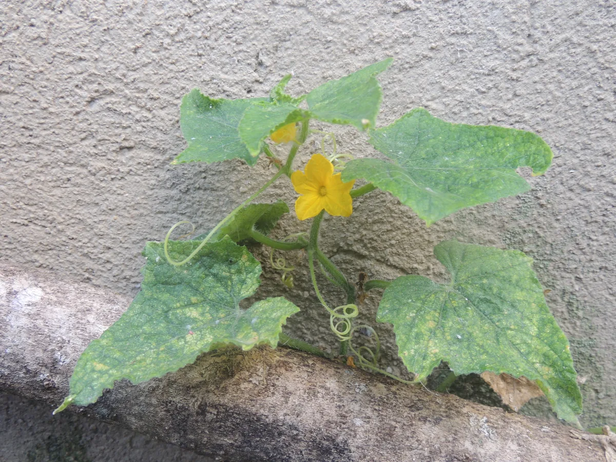 Cucumber (Cucumis sativus), photograph