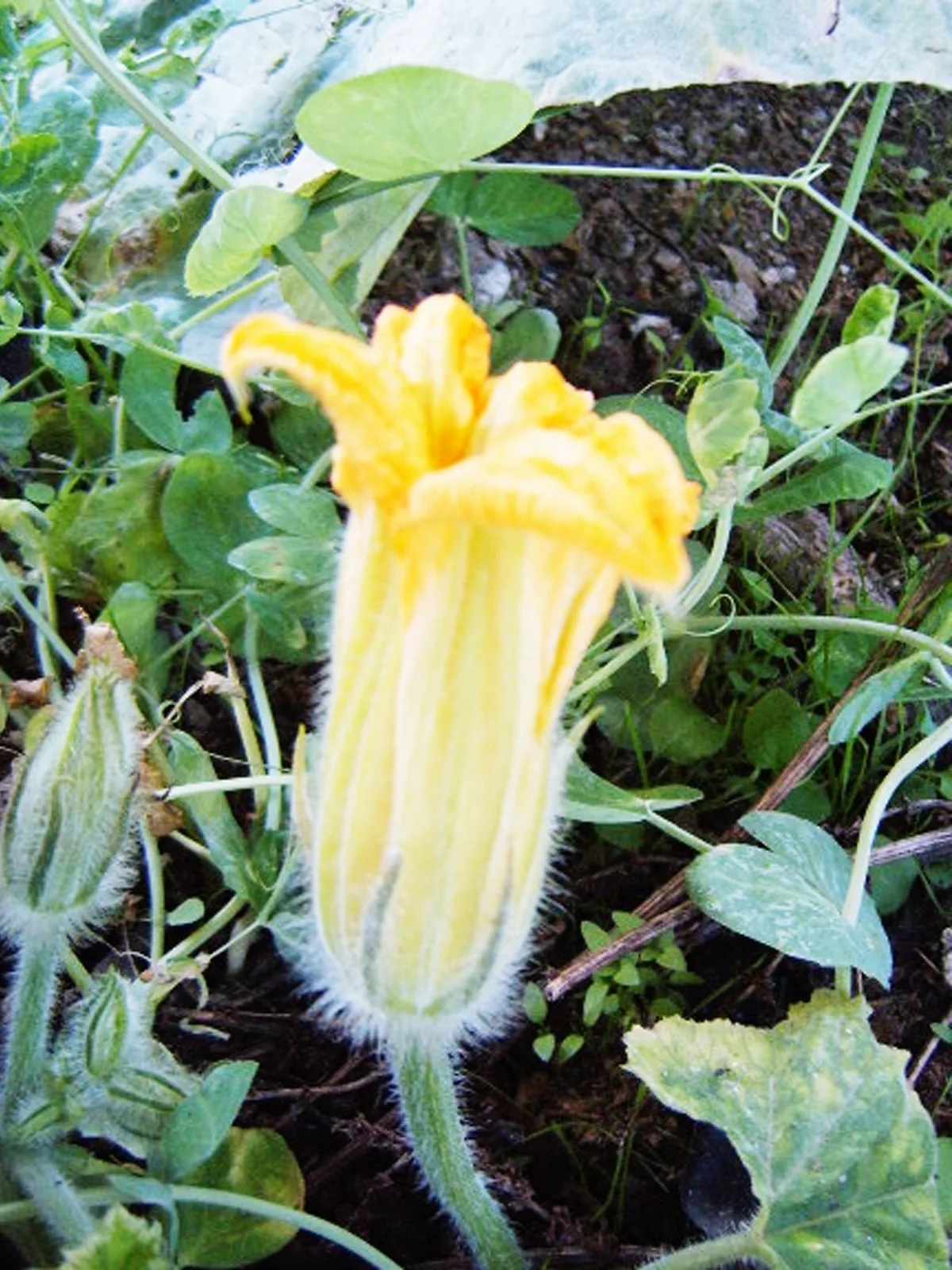 Kabocha Squash (Cucurbita maxima Kabocha Group), photograph