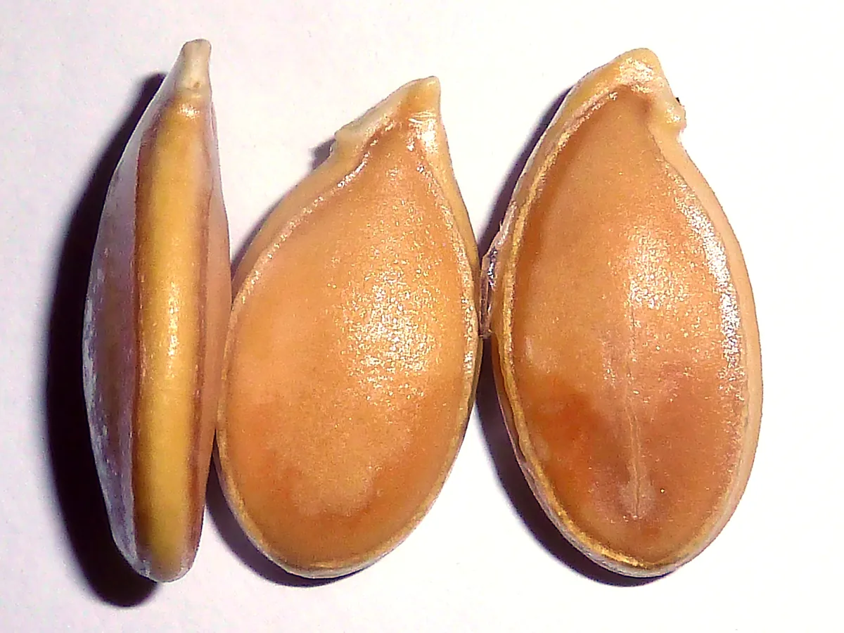 Photo: Philmarin · CC BY-SA 4.0 · via Wikimedia Kabocha Squash (Cucurbita maxima Kabocha Group), photograph