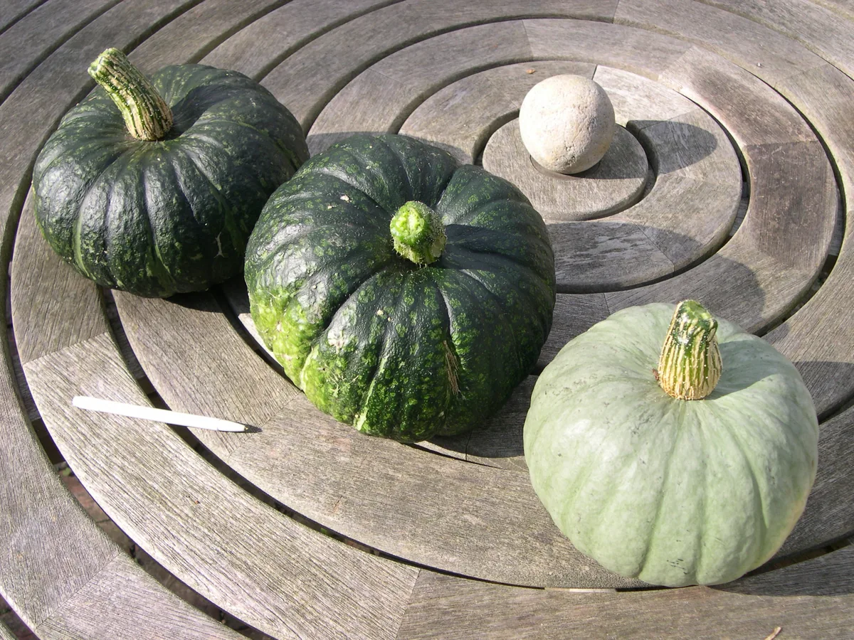 kabocha squash (Cucurbita maxima Kabocha Group), photograph