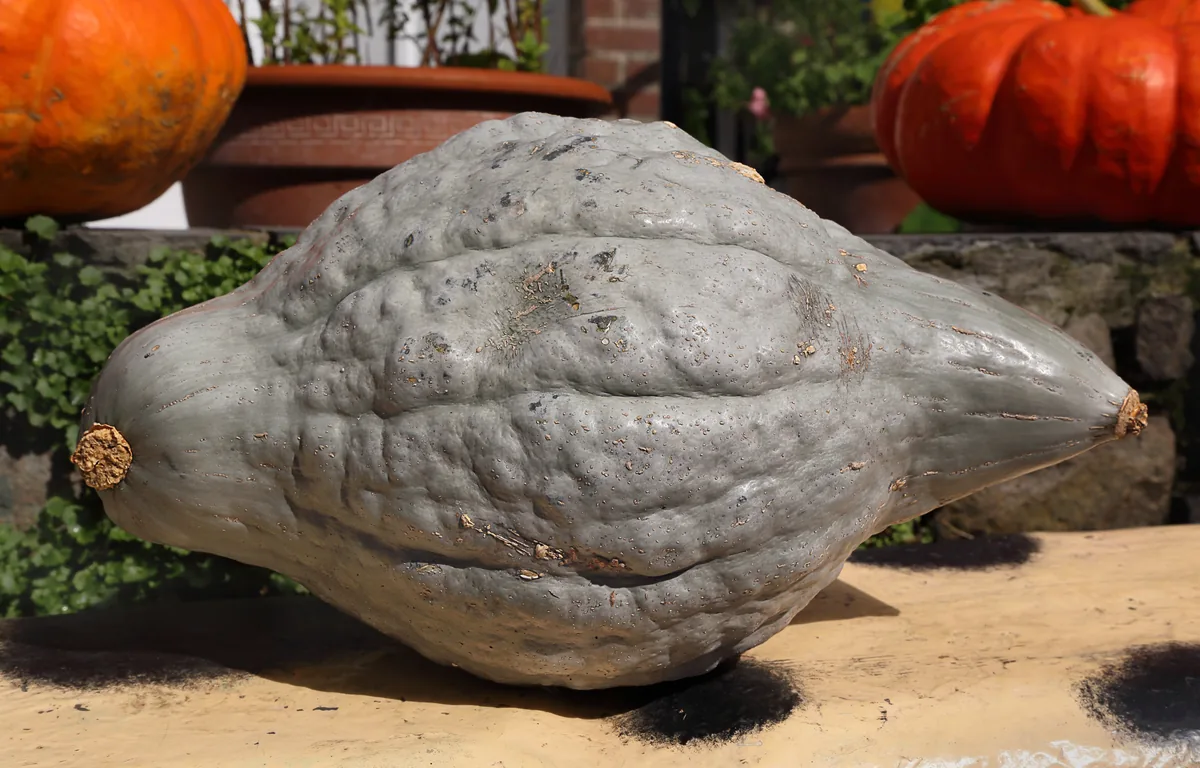 Hubbard squash (Cucurbita maxima), photograph