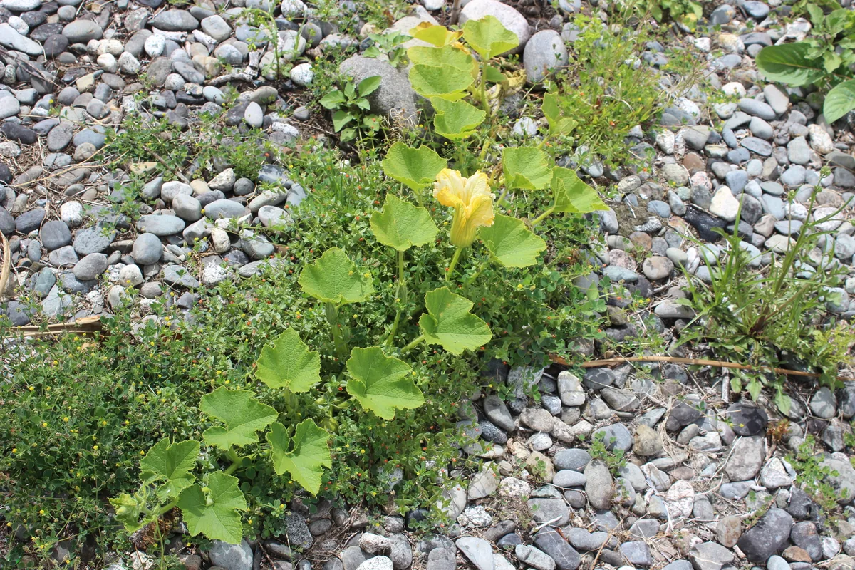 Hubbard Squash (Cucurbita maxima), photograph