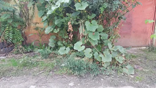 Hubbard Squash (Cucurbita maxima), photograph