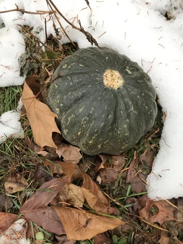 Photo: (c) Sandy Wolkenberg, some rights reserved (CC BY) · cc-by · via iNaturalist Hubbard Squash (Cucurbita maxima), photograph