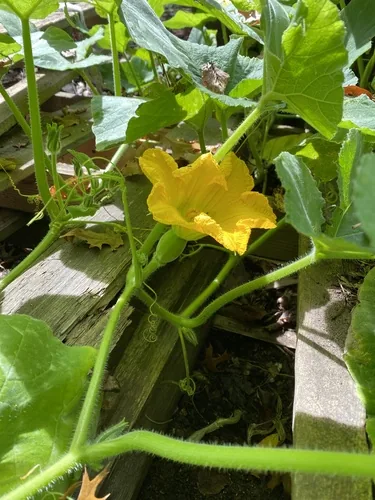 Hubbard Squash (Cucurbita maxima), photograph